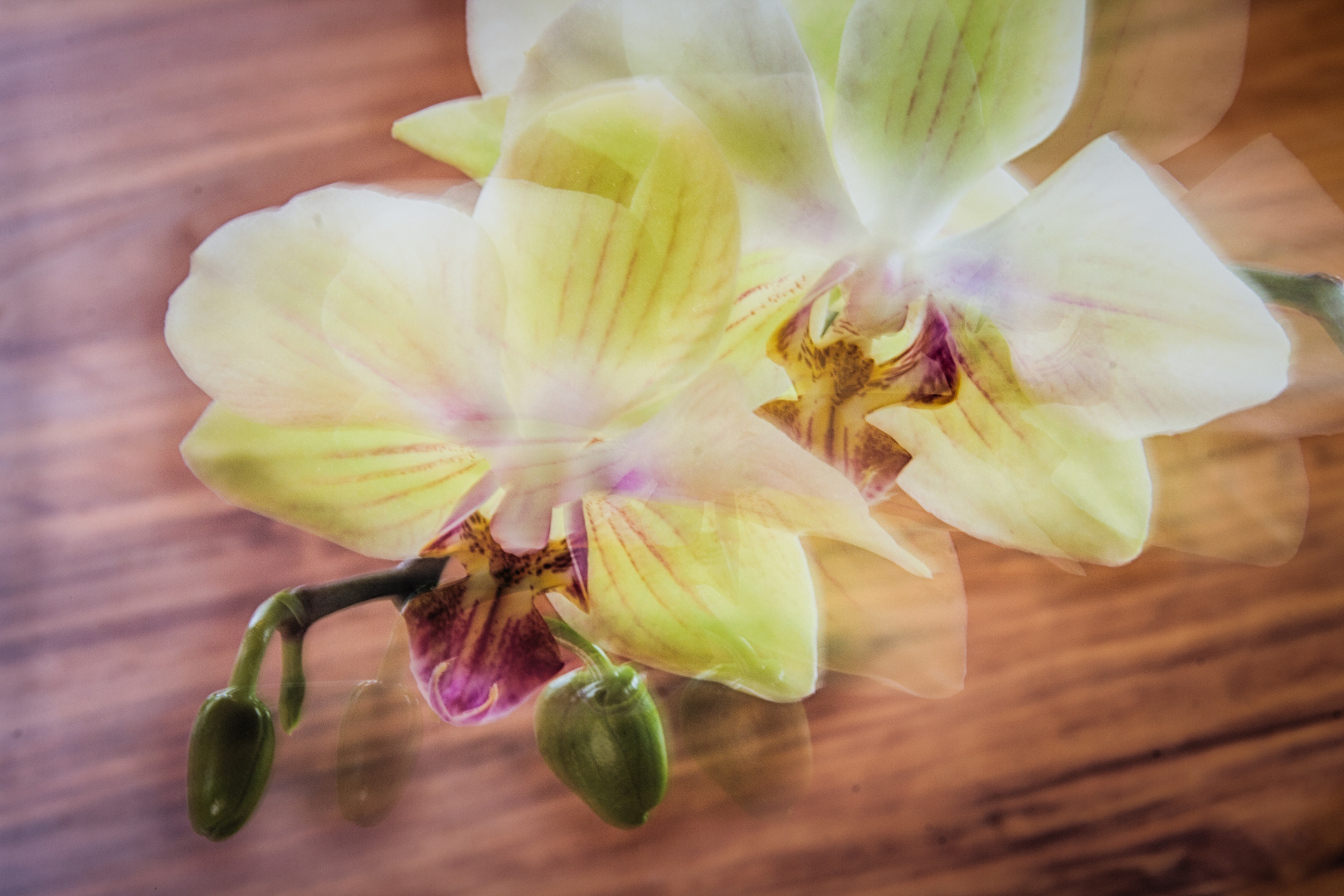 Orchideenexepiment 2