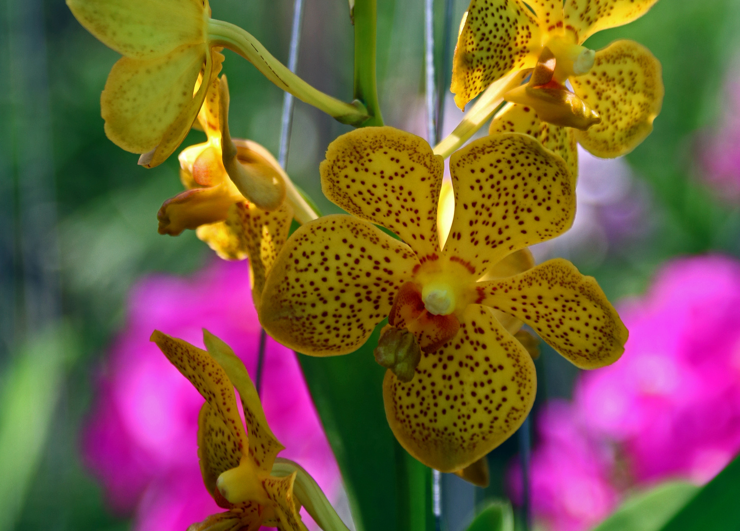 Orchideenfarm