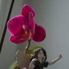 Orchideenfee