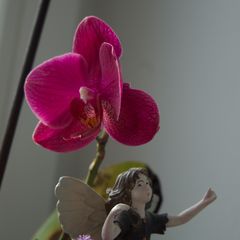 Orchideenfee