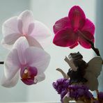 Orchideenfee 2