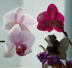 Orchideenfee 2