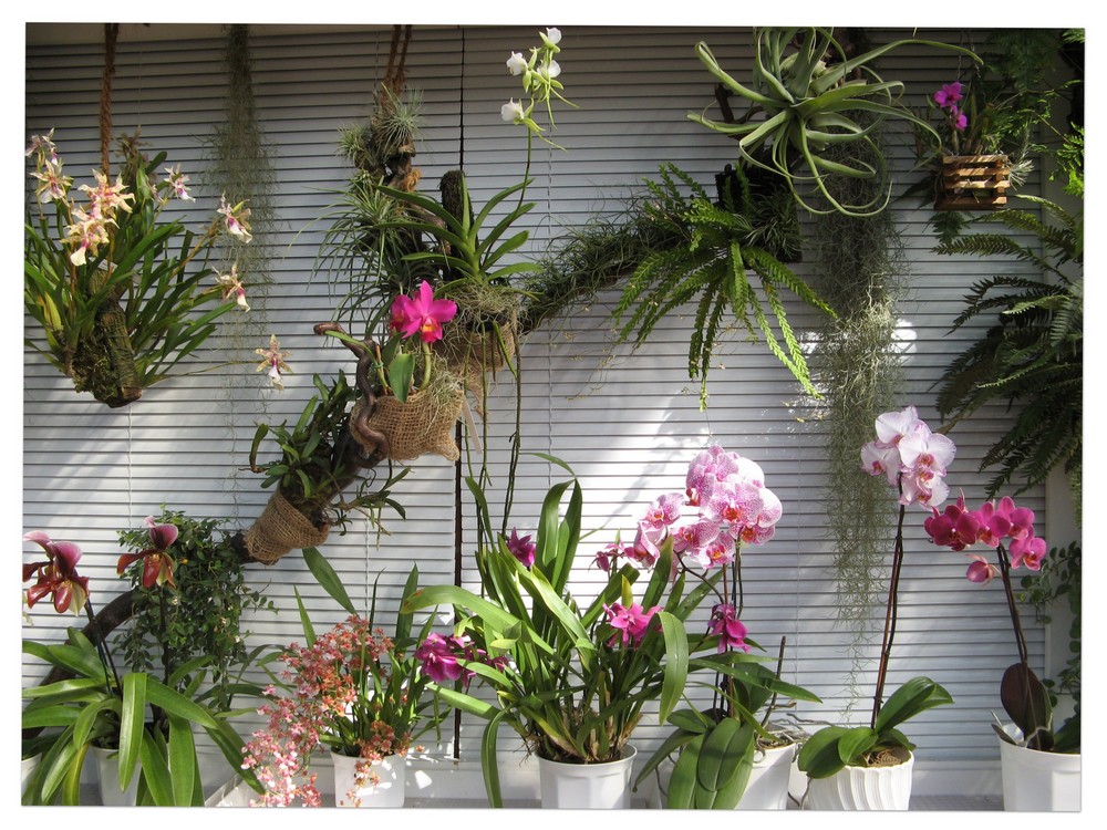 Orchideenfenster