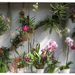 Orchideenfenster