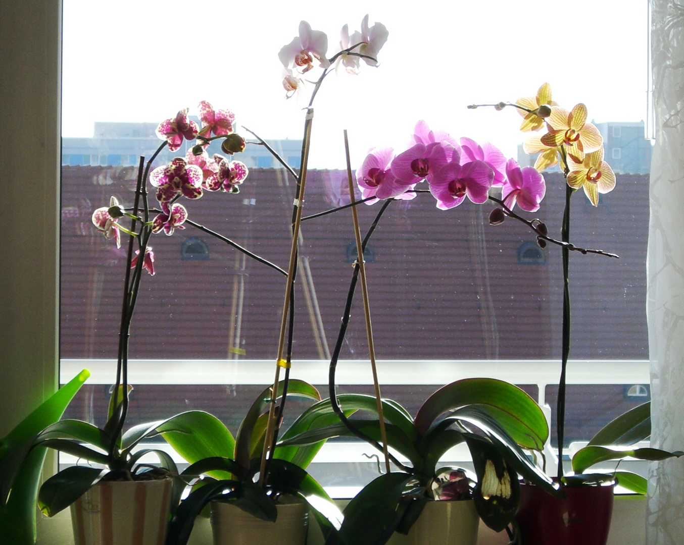 Orchideenfenster