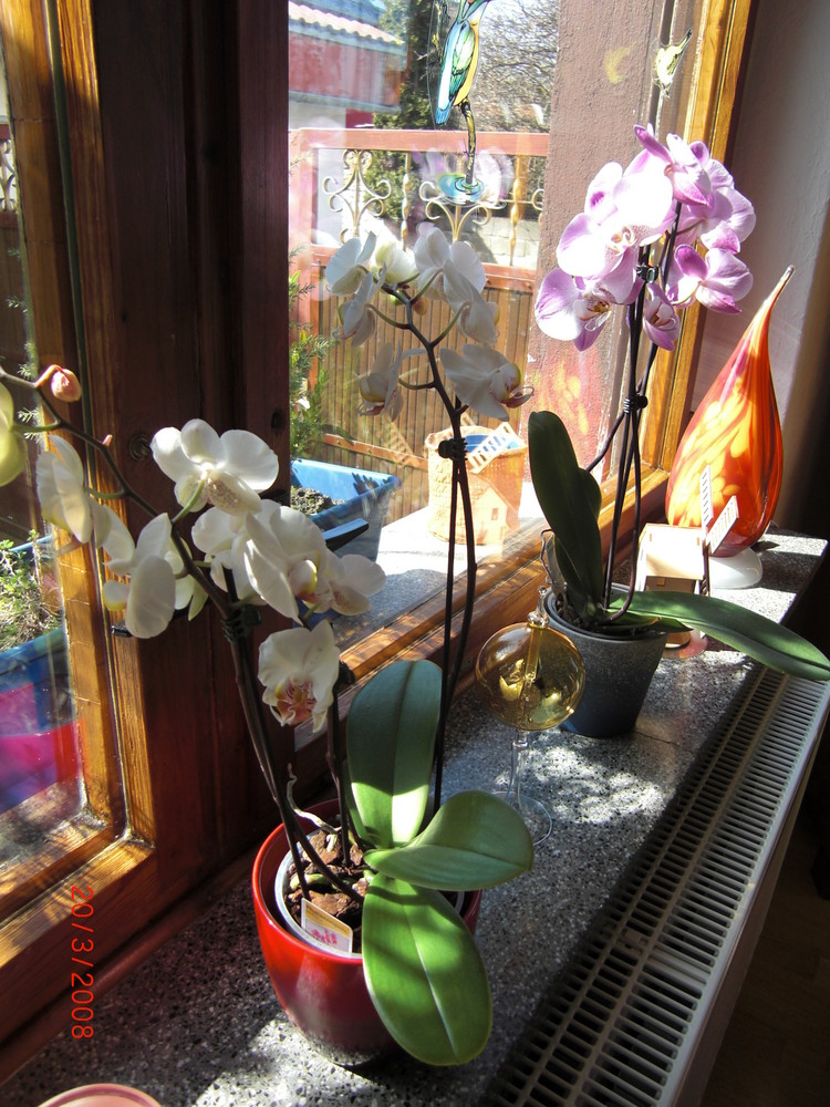 Orchideenfenster in der Börde