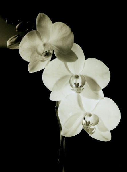 Orchideenfieber
