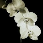 Orchideenfieber