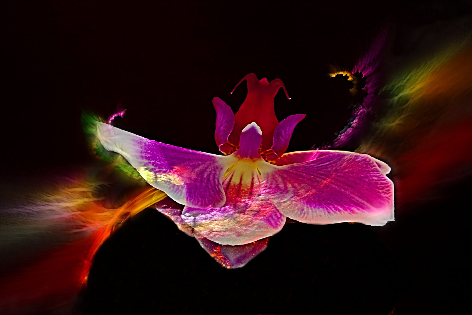 Orchideenflug