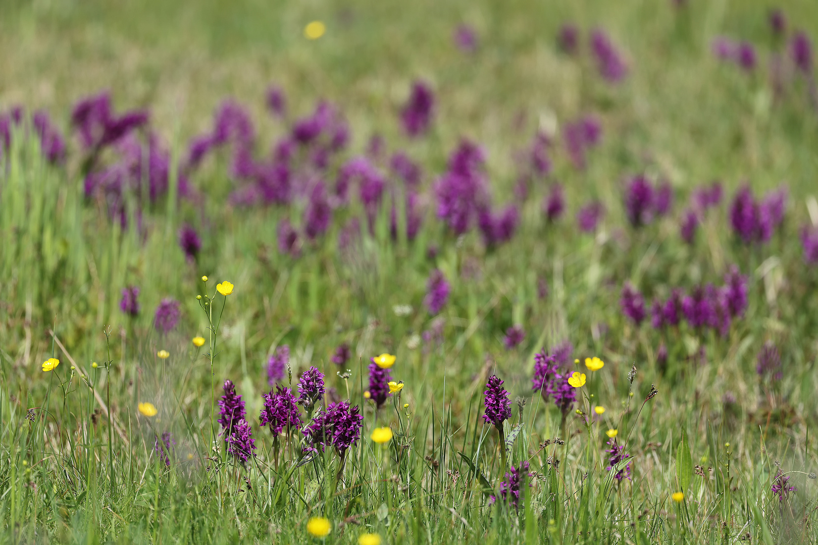 ...Orchideenfrühjahr...