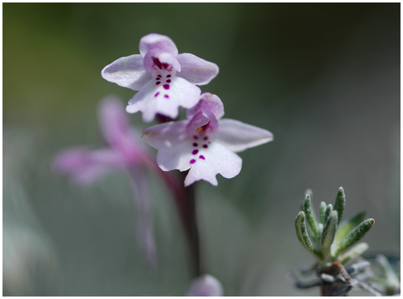 Orchideenfrühling auf Zypern #2