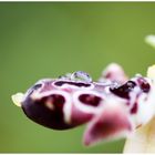 Orchideenfrühling auf Zypern #4