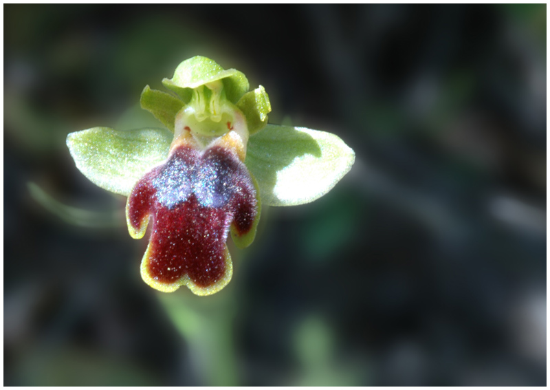 Orchideenfrühling auf Zypern #5