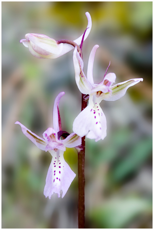 Orchideenfrühling auf Zypern #6