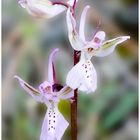 Orchideenfrühling auf Zypern #6