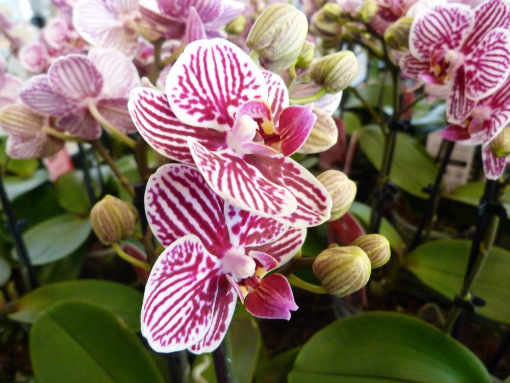 Orchideengarten 02 Foto & Bild | Bilder auf fotocommunity