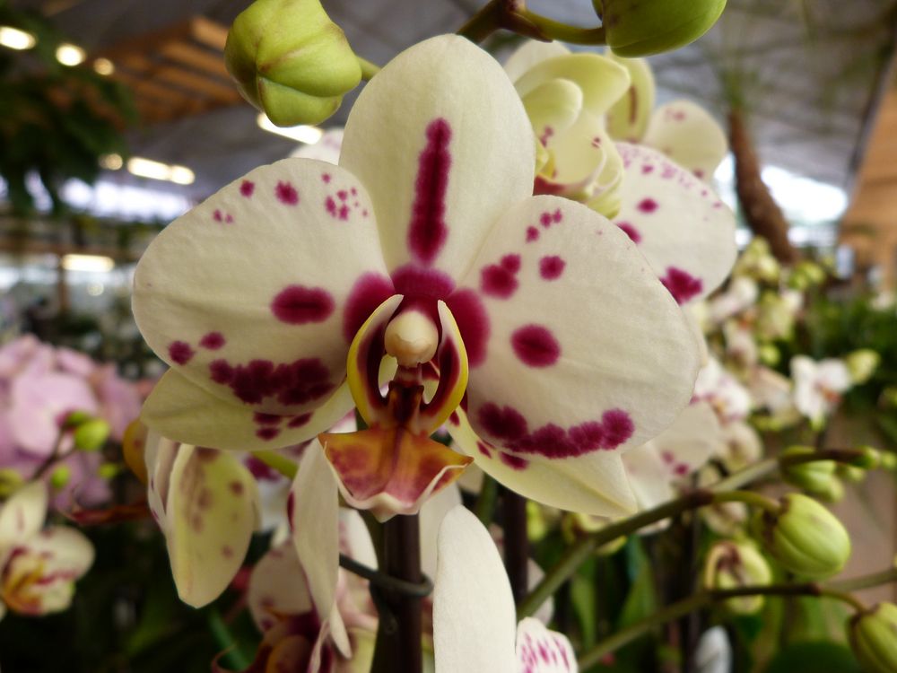 Orchideengarten 04 Foto & Bild | Bilder auf fotocommunity