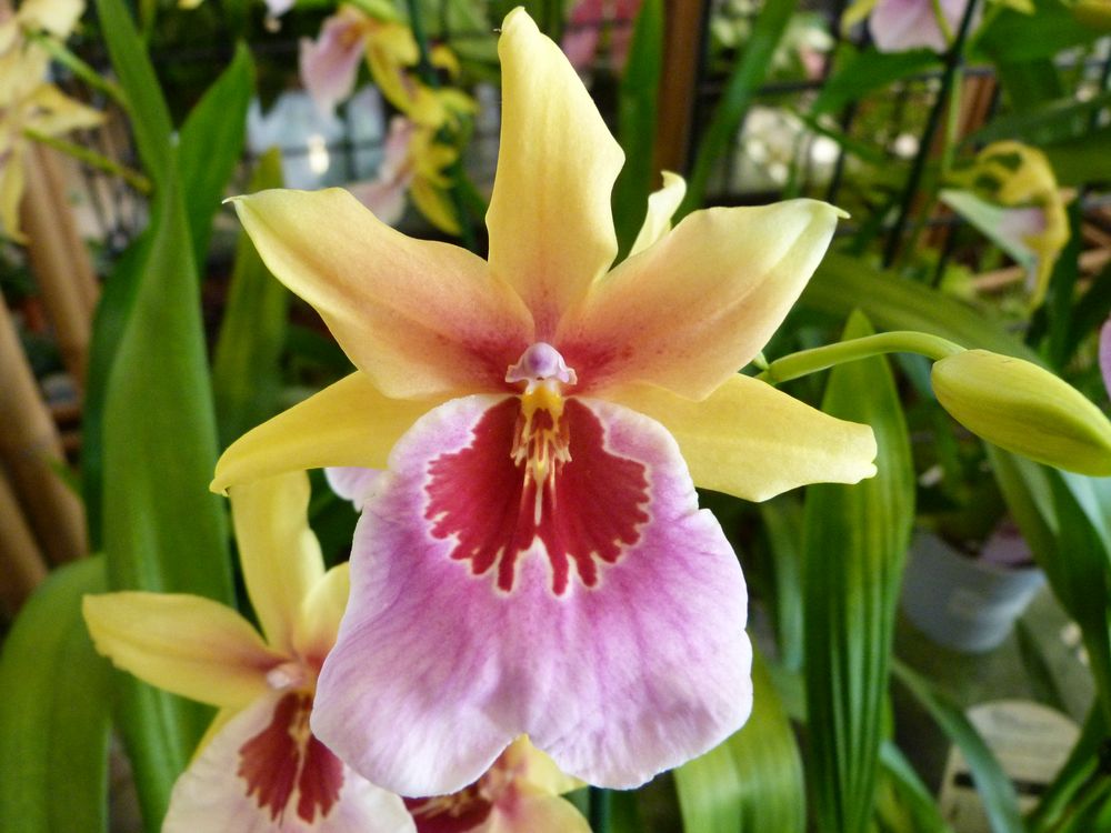 Orchideengarten 06 Foto &amp; Bild Bilder auf