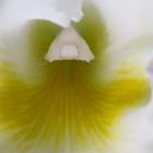 Orchideengattung: Cattleya, Art: Cattleya trianae alba