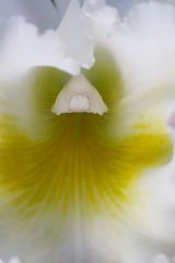 Orchideengattung: Cattleya, Art: Cattleya trianae alba