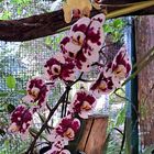 Orchideengrüße am Mittwoch