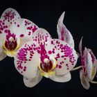  Orchideengruß