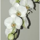 Orchideengruß zum Wochenende