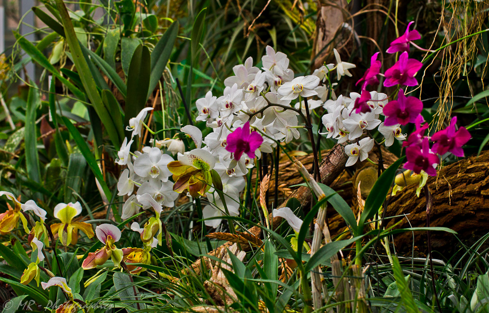 Orchideenhaus