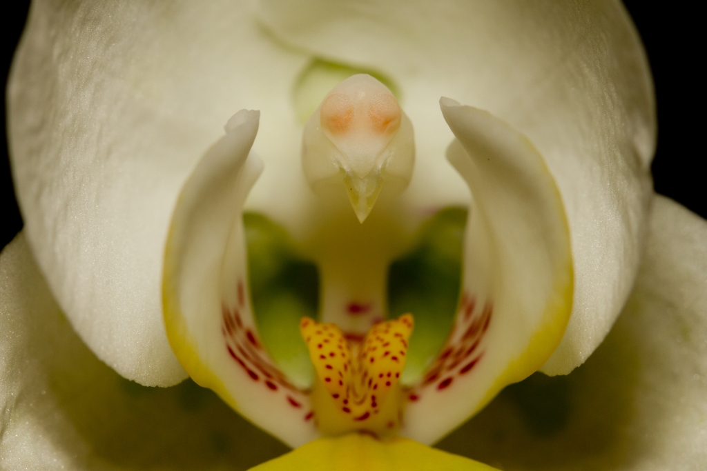 Orchideenherz