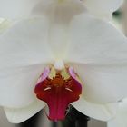 Orchideenherz