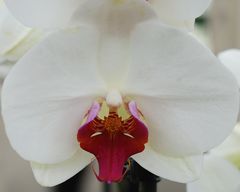 Orchideenherz