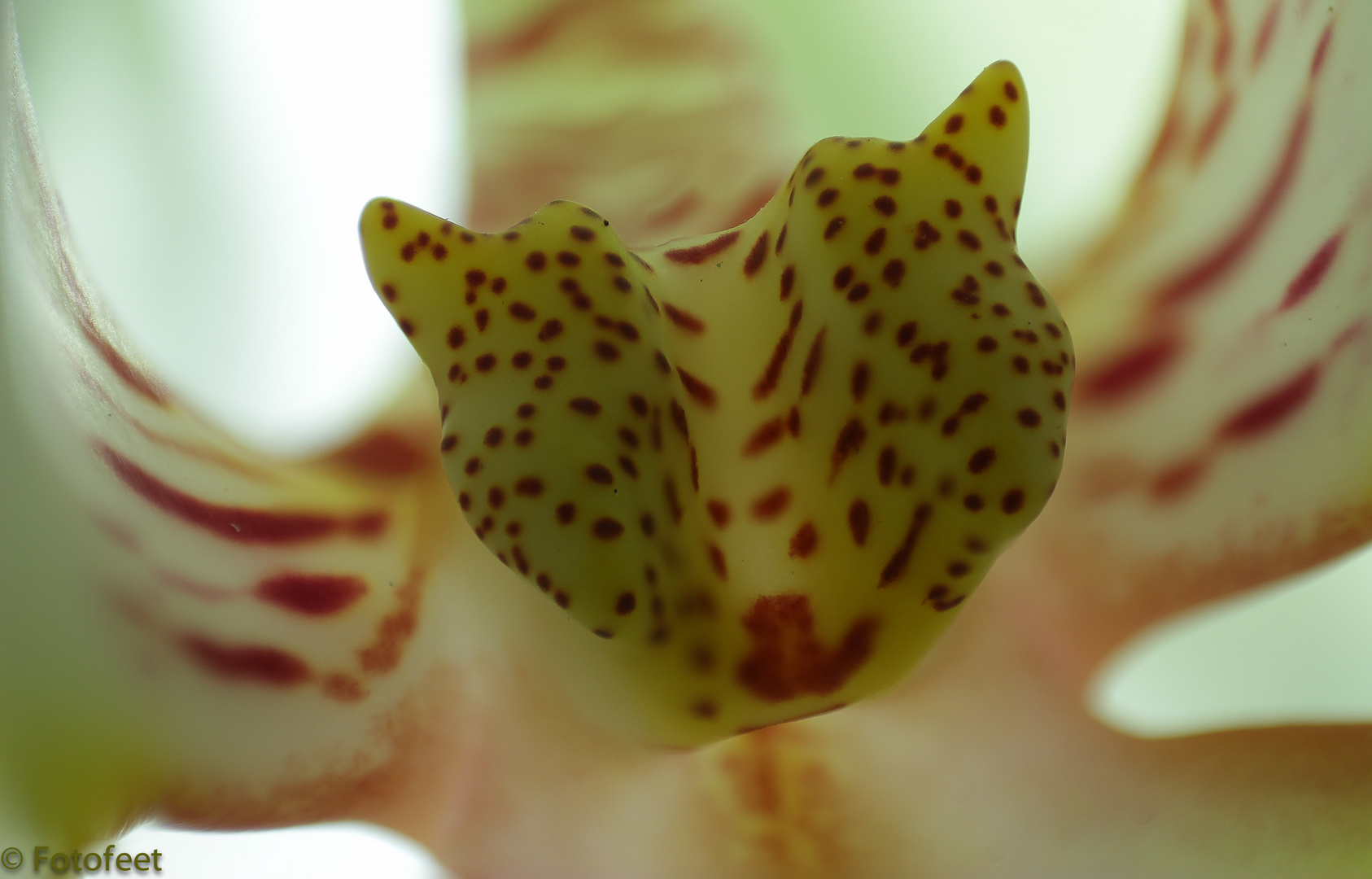 Orchideenkallus