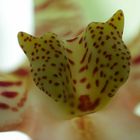Orchideenkallus