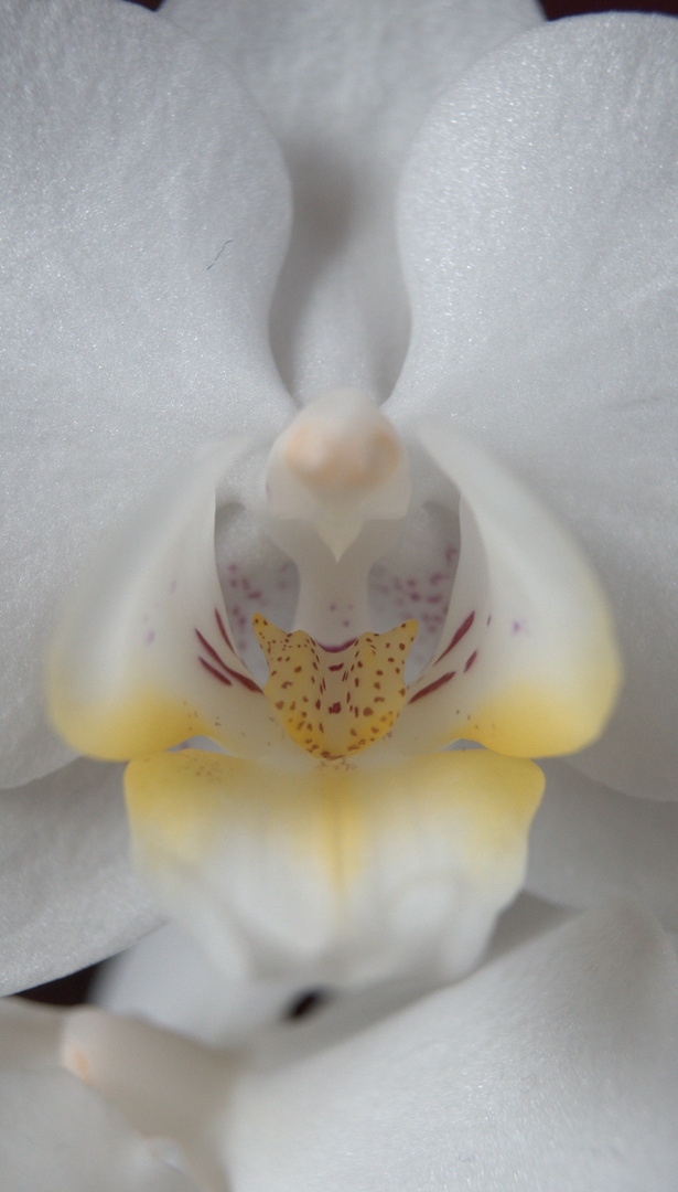 Orchideenkern