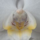 Orchideenkern