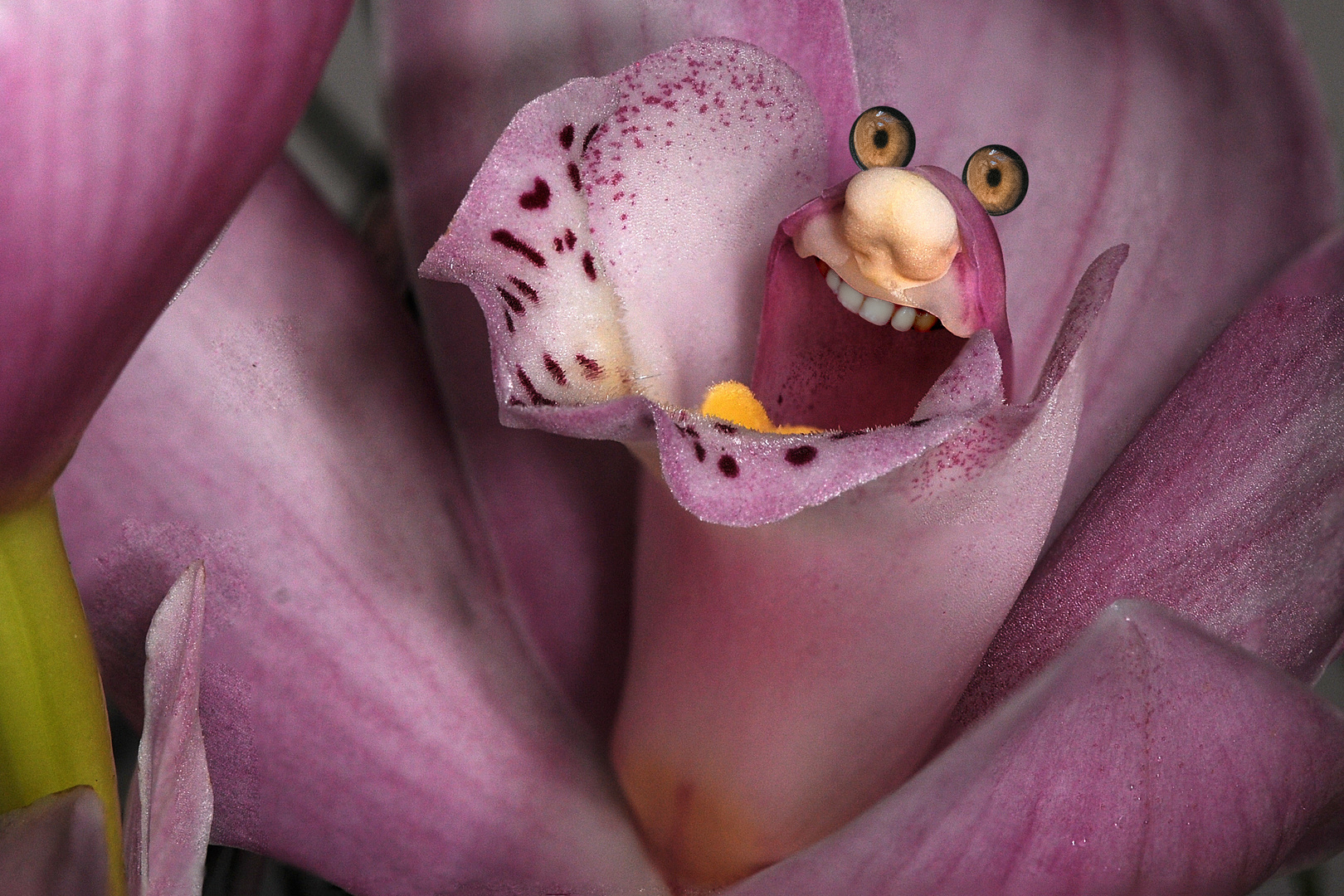 Orchideenkobold