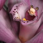 Orchideenkobold