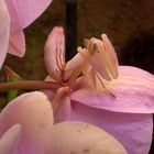Orchideenkönigin