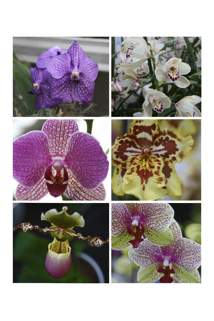 Orchideenkomposition