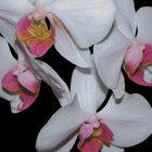 Orchideenkreis