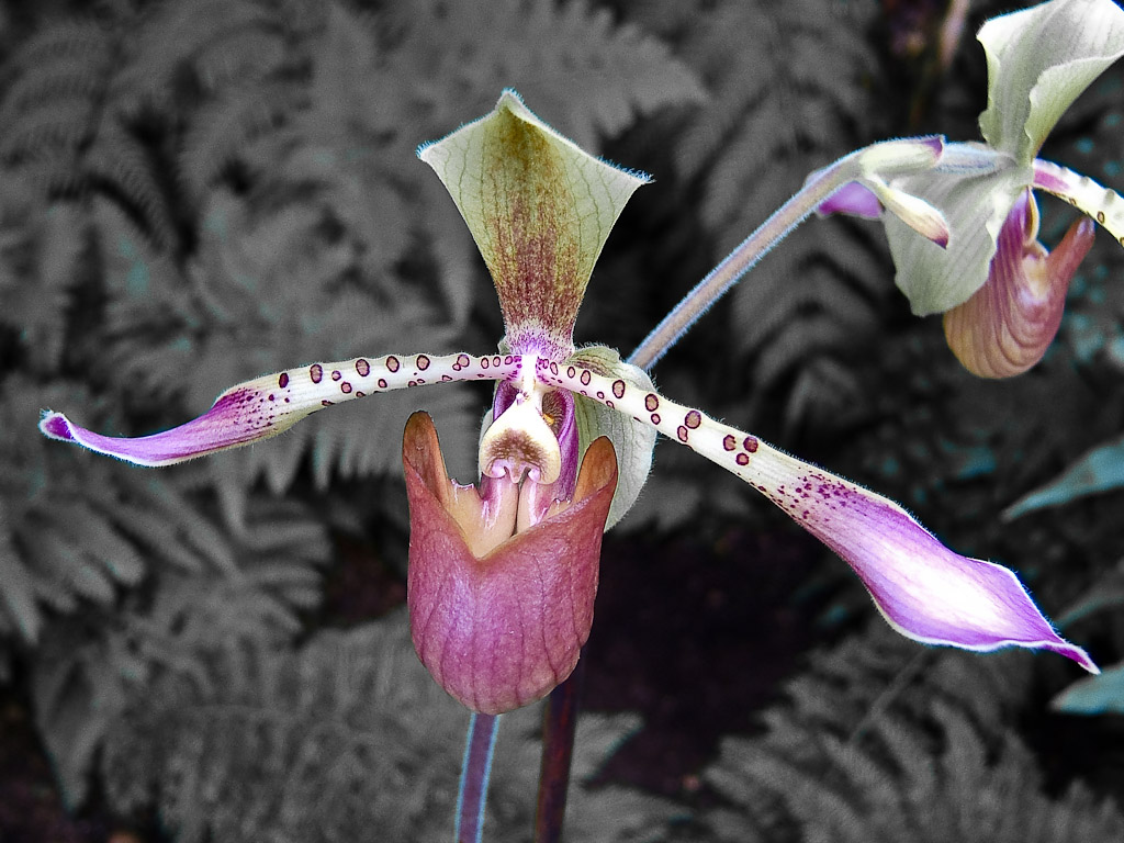 Orchideenkunst