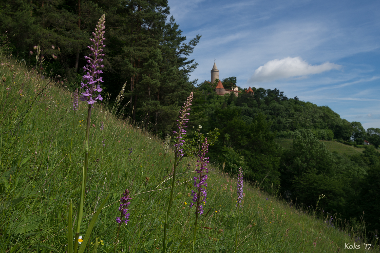 Orchideenland