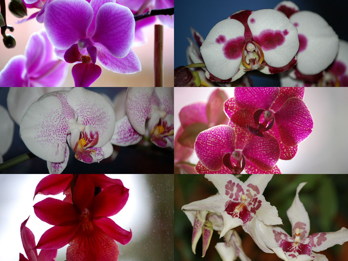 Orchideen(Letztes)
