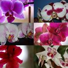 Orchideen(Letztes)