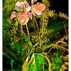 Orchideenleuchten