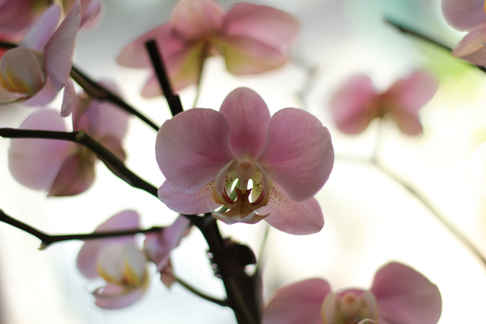 OrchideenLiebe