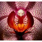 OrchideenMacro