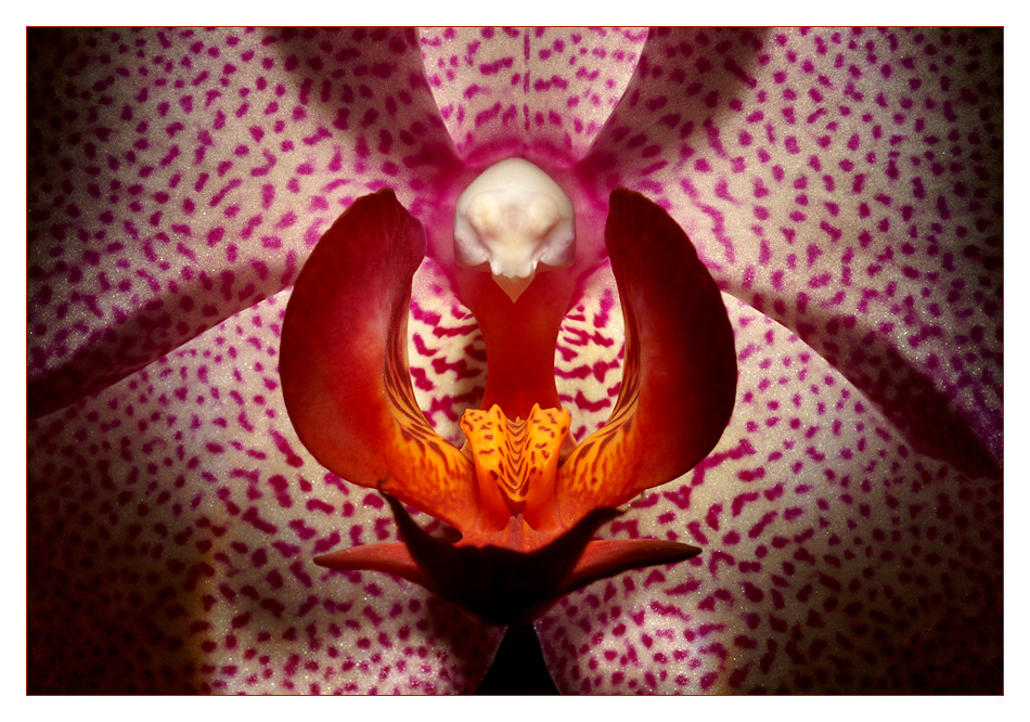 OrchideenMacro