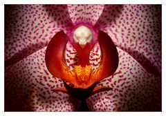 OrchideenMacro