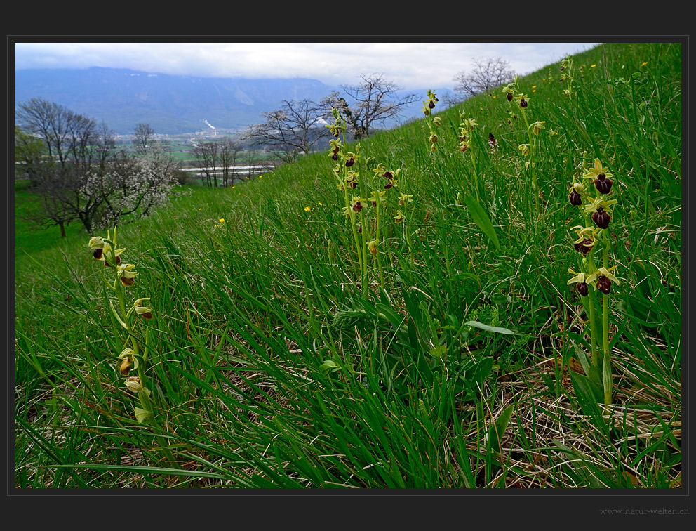 Orchideenmätteli